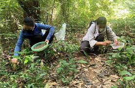 Chí Linh bảo tồn nâng cao giá trị, quản lý phát triển kinh tế rừng